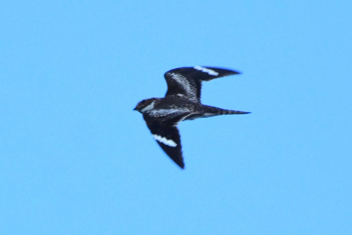 Common Nighthawk - ML642660064