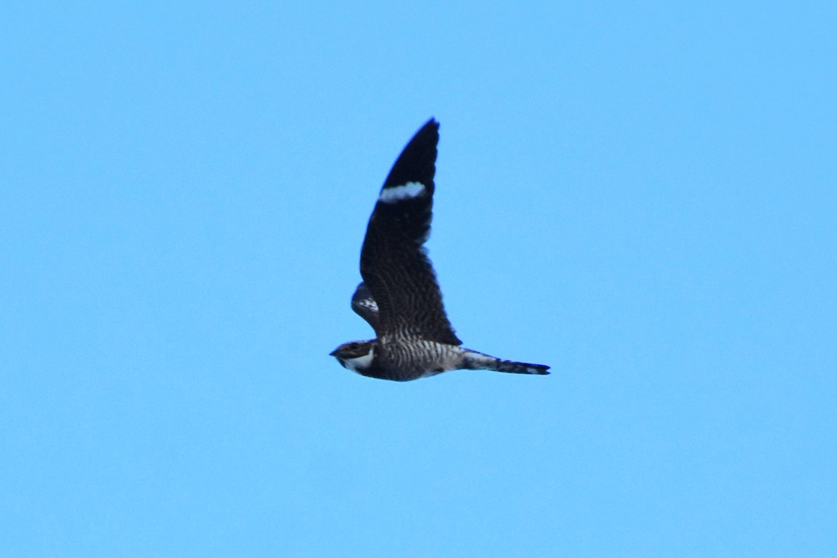 Common Nighthawk - ML642660065
