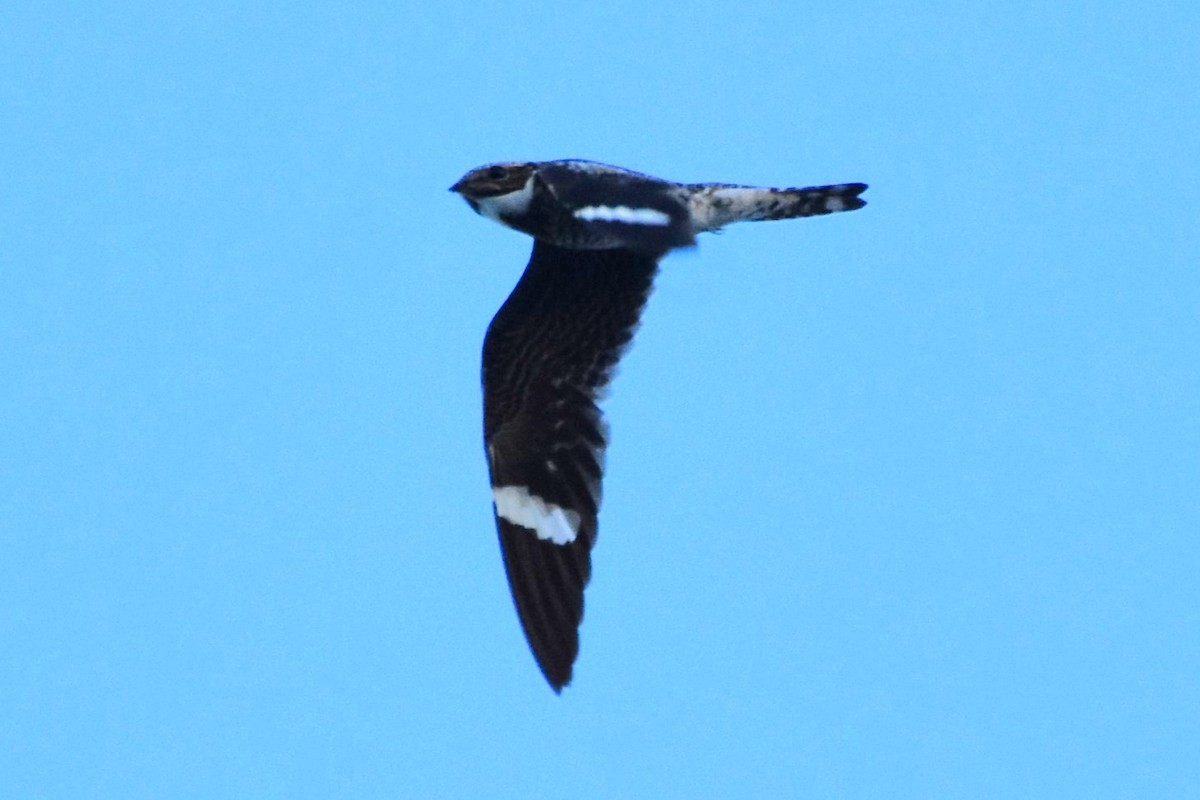 Common Nighthawk - ML642660066