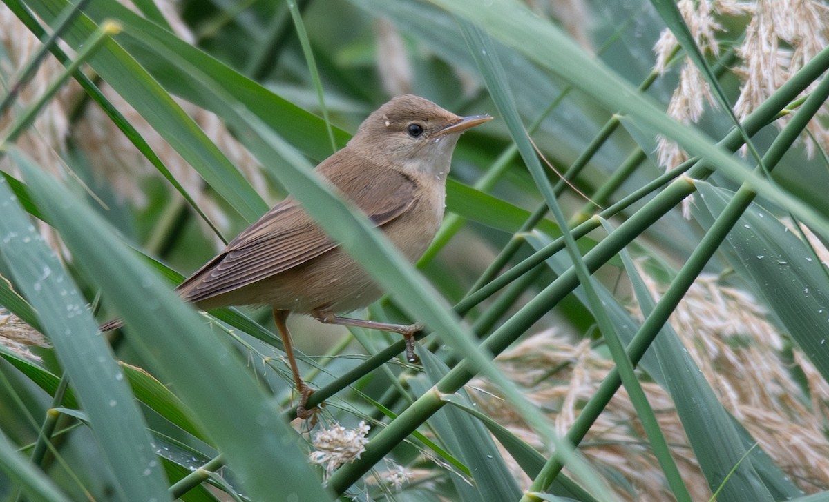 Marsh Warbler - ML642660125