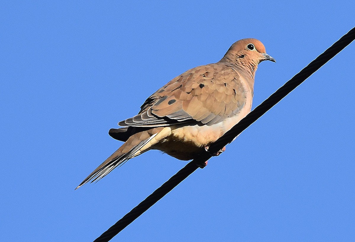 Mourning Dove - ML642660127
