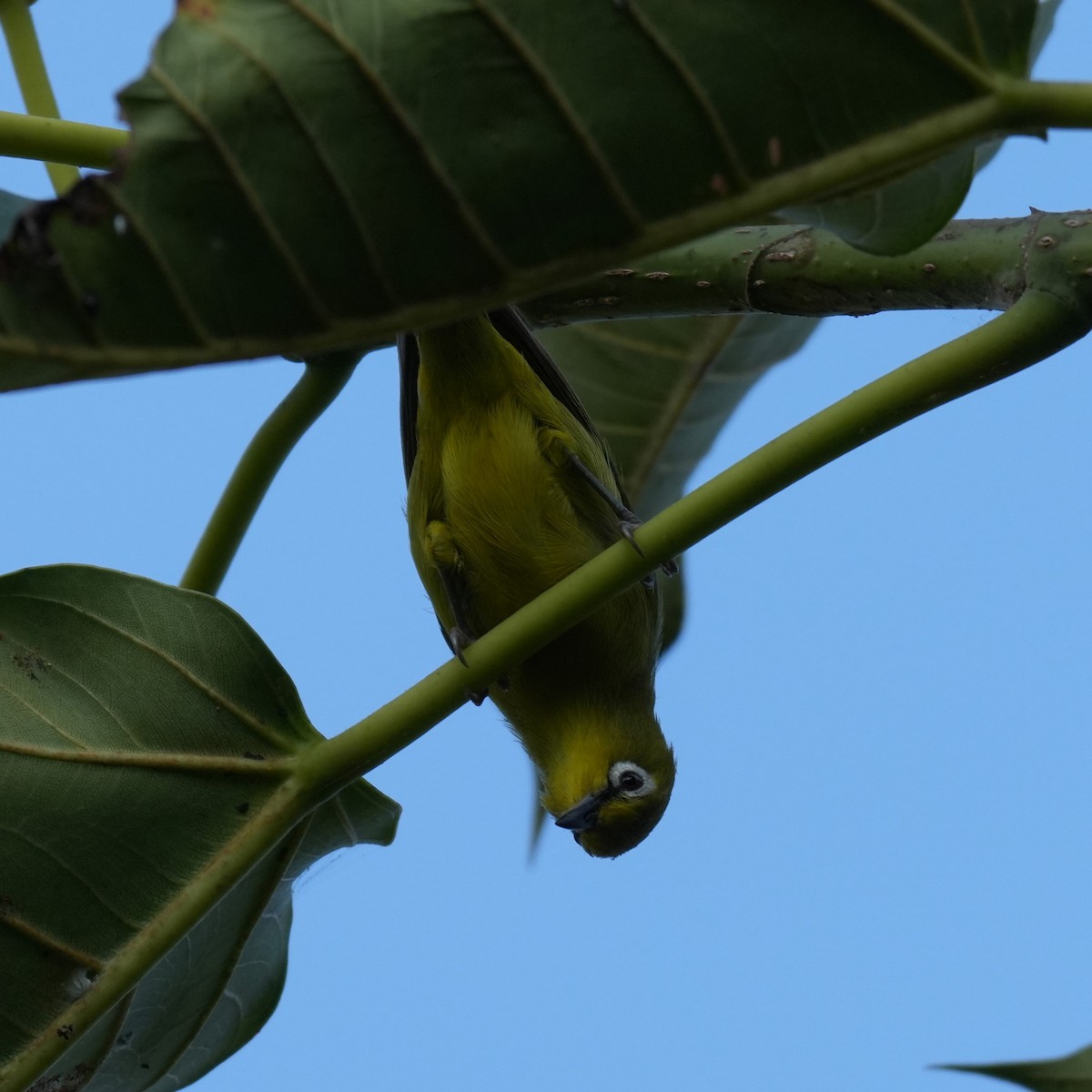 Окулярник сенегальський - ML642660142