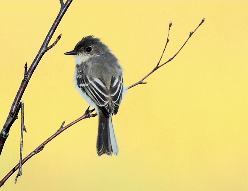 Eastern Phoebe - ML642660145