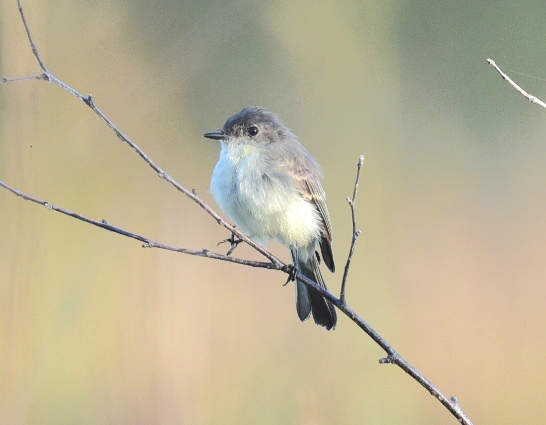 Eastern Phoebe - ML642660146