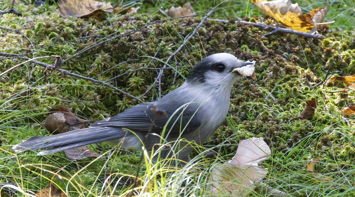 Canada Jay - ML642660150