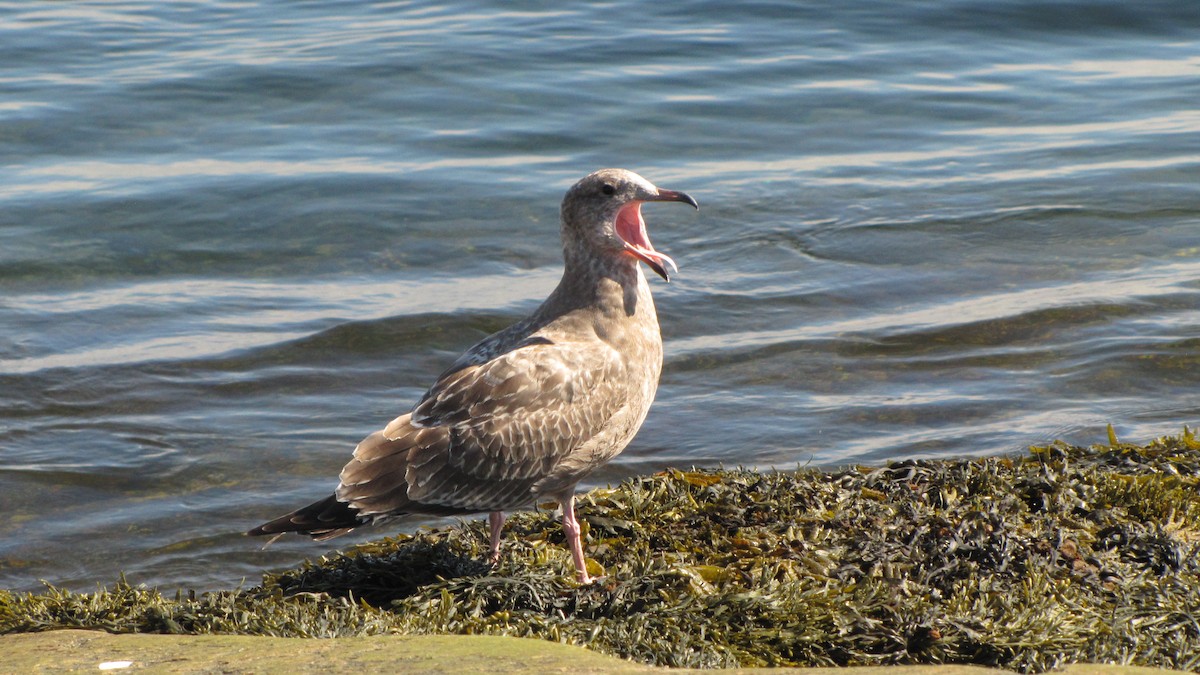 Ring-billed Gull - ML642660162