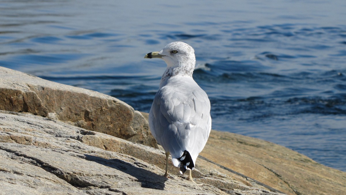Ring-billed Gull - ML642660163