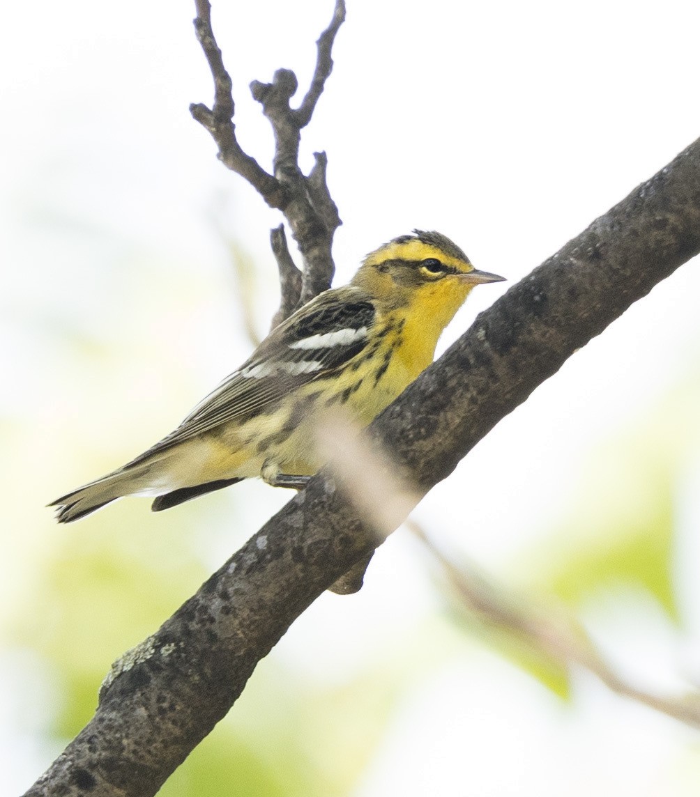 Blackburnian Warbler - ML642660173