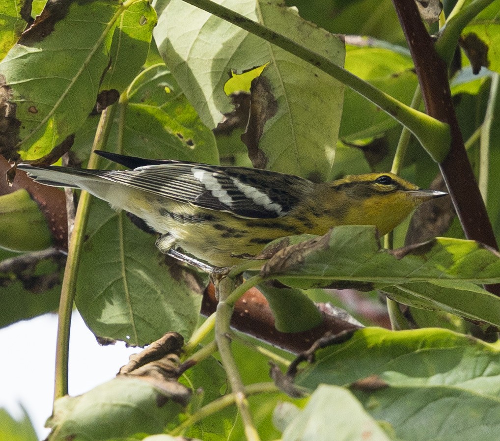 Blackburnian Warbler - ML642660174