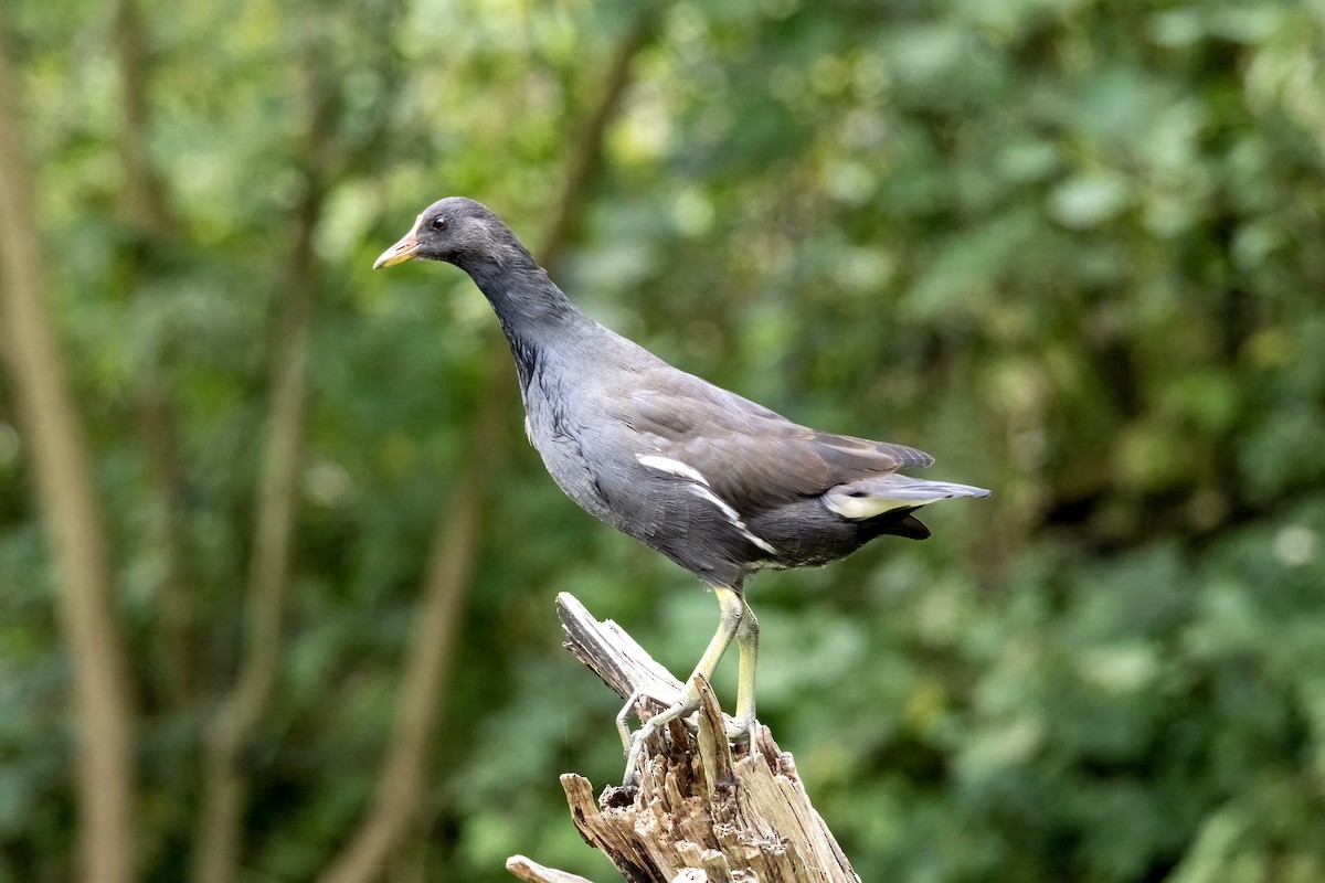Eurasian Moorhen - ML642660180