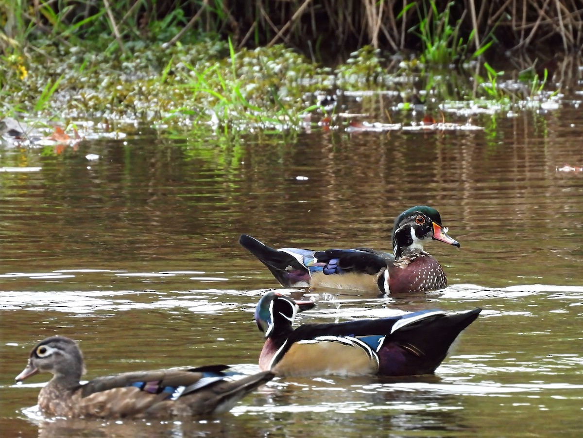 Wood Duck - ML642660206