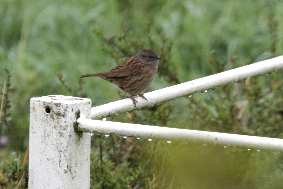 Dunnock - ML642660226