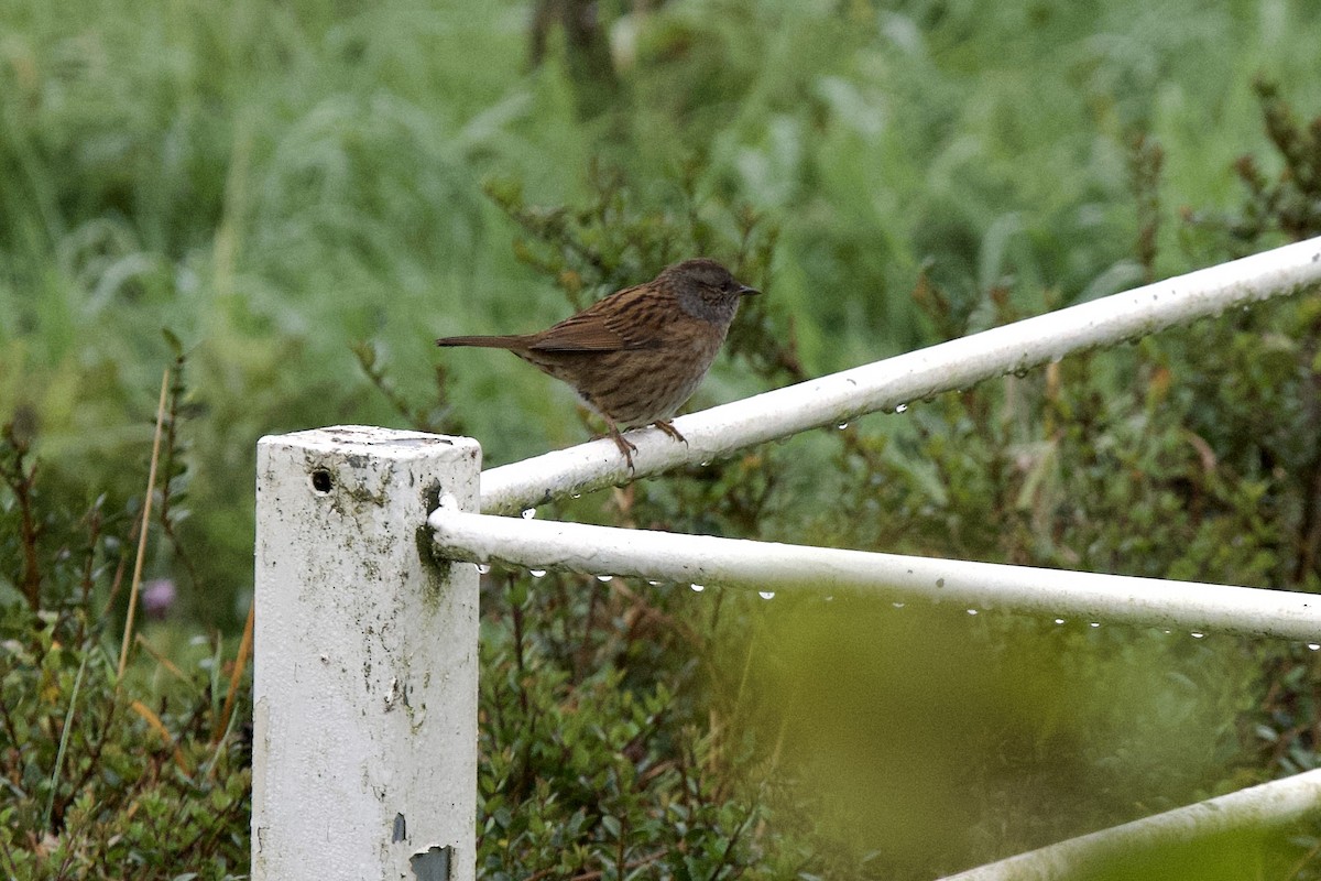Dunnock - ML642660227