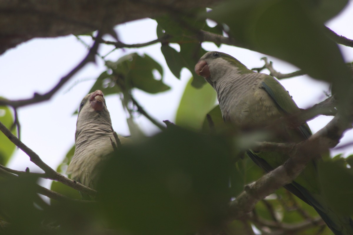 Monk Parakeet - ML642660232