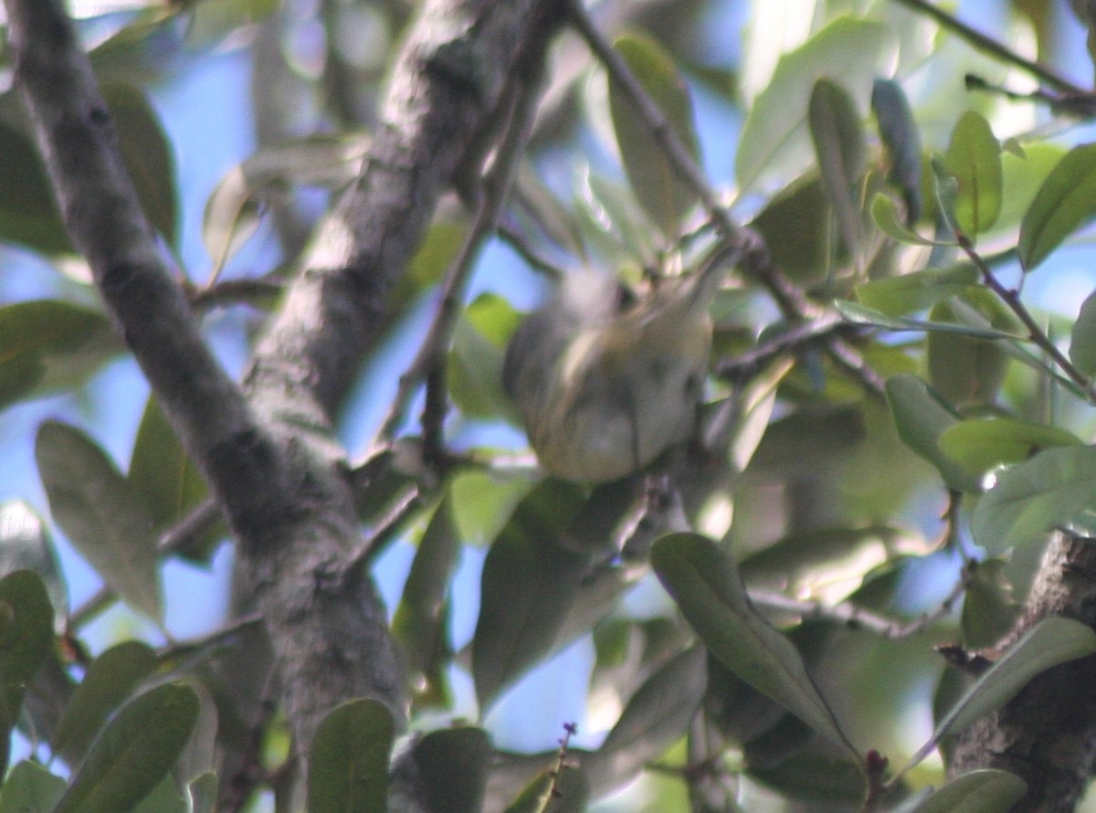 Blackburnian Warbler - ML642660241
