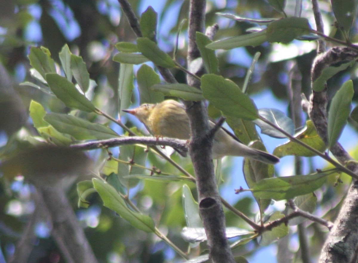 Blackburnian Warbler - ML642660243