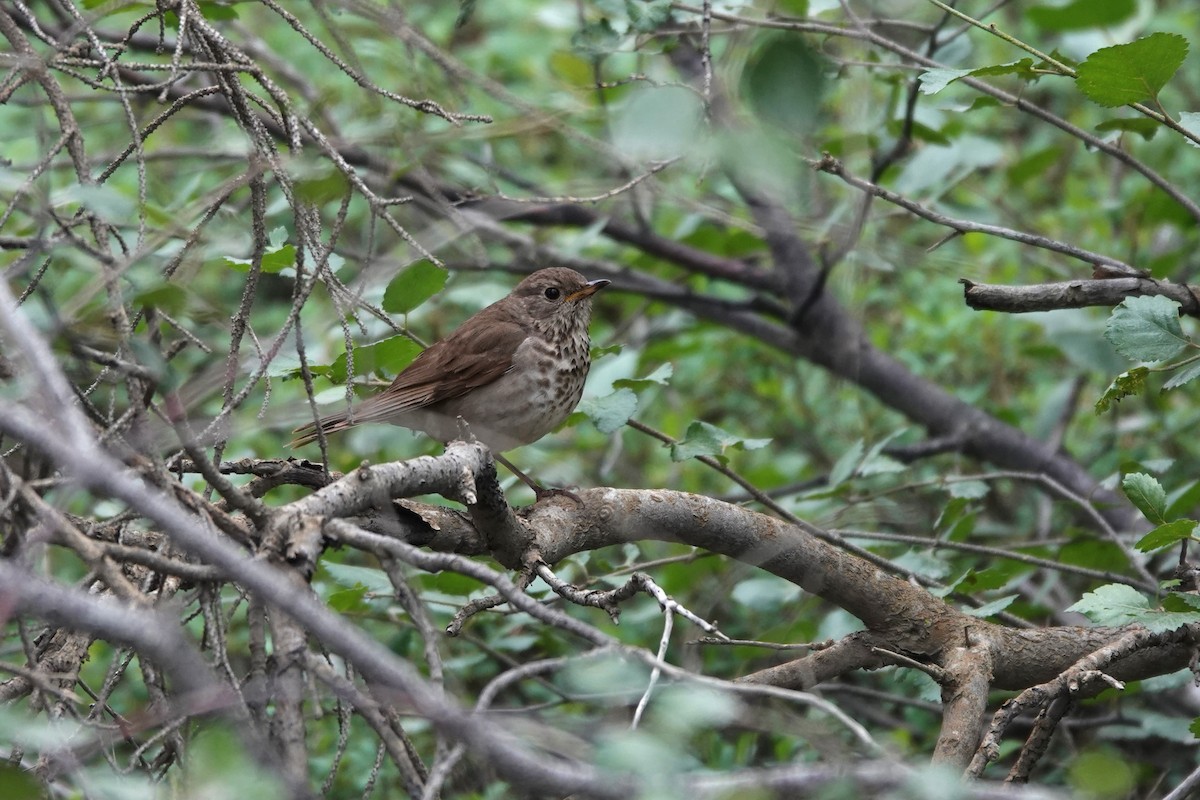 Gray-cheeked Thrush - ML642660254