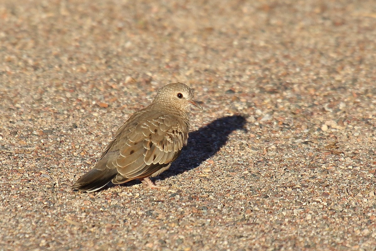 Sperlingstäubchen - ML642660255