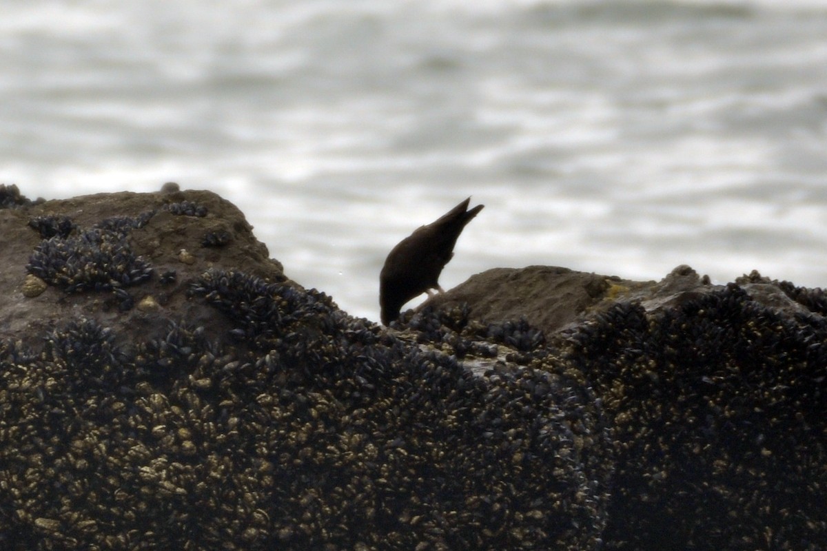 Black Oystercatcher - ML642660256
