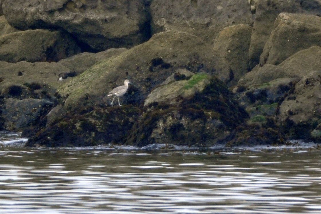 Willet - ML642660263
