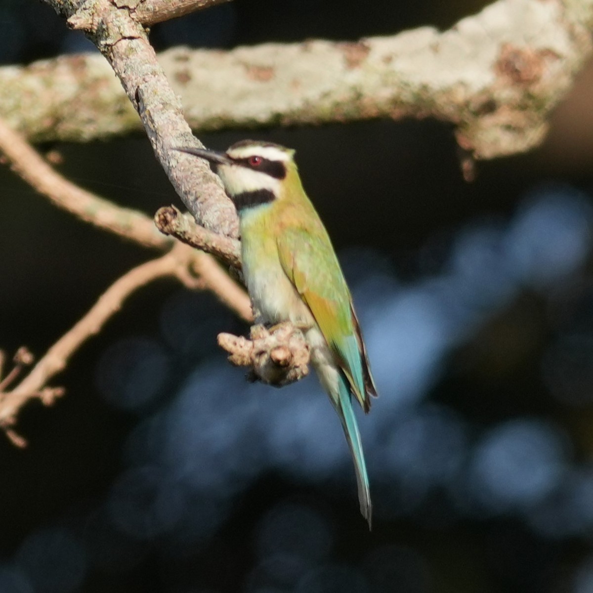 White-throated Bee-eater - ML642660271