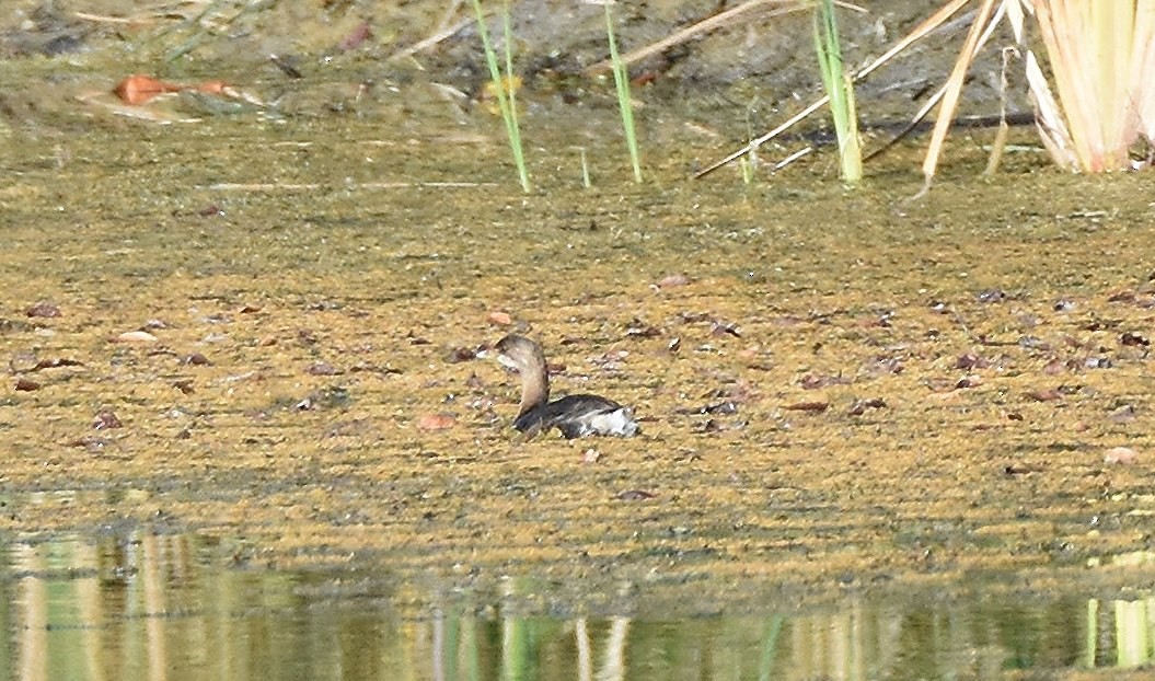 Pied-billed Grebe - ML642660272
