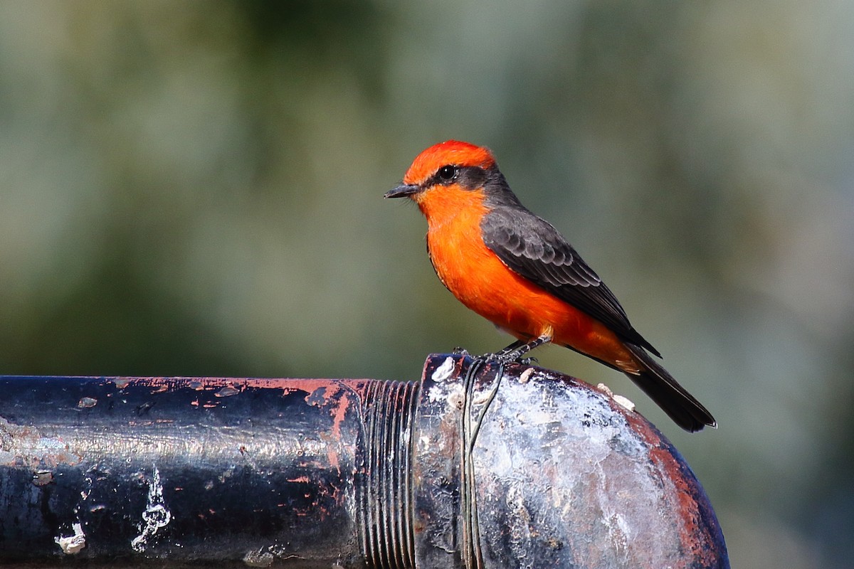 Vermilion Flycatcher - ML642660284