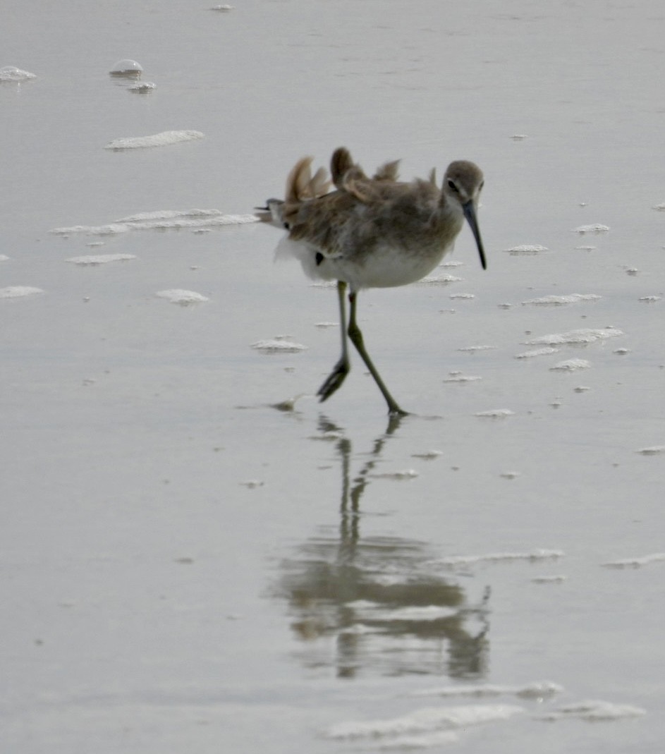 Willet - ML642660298