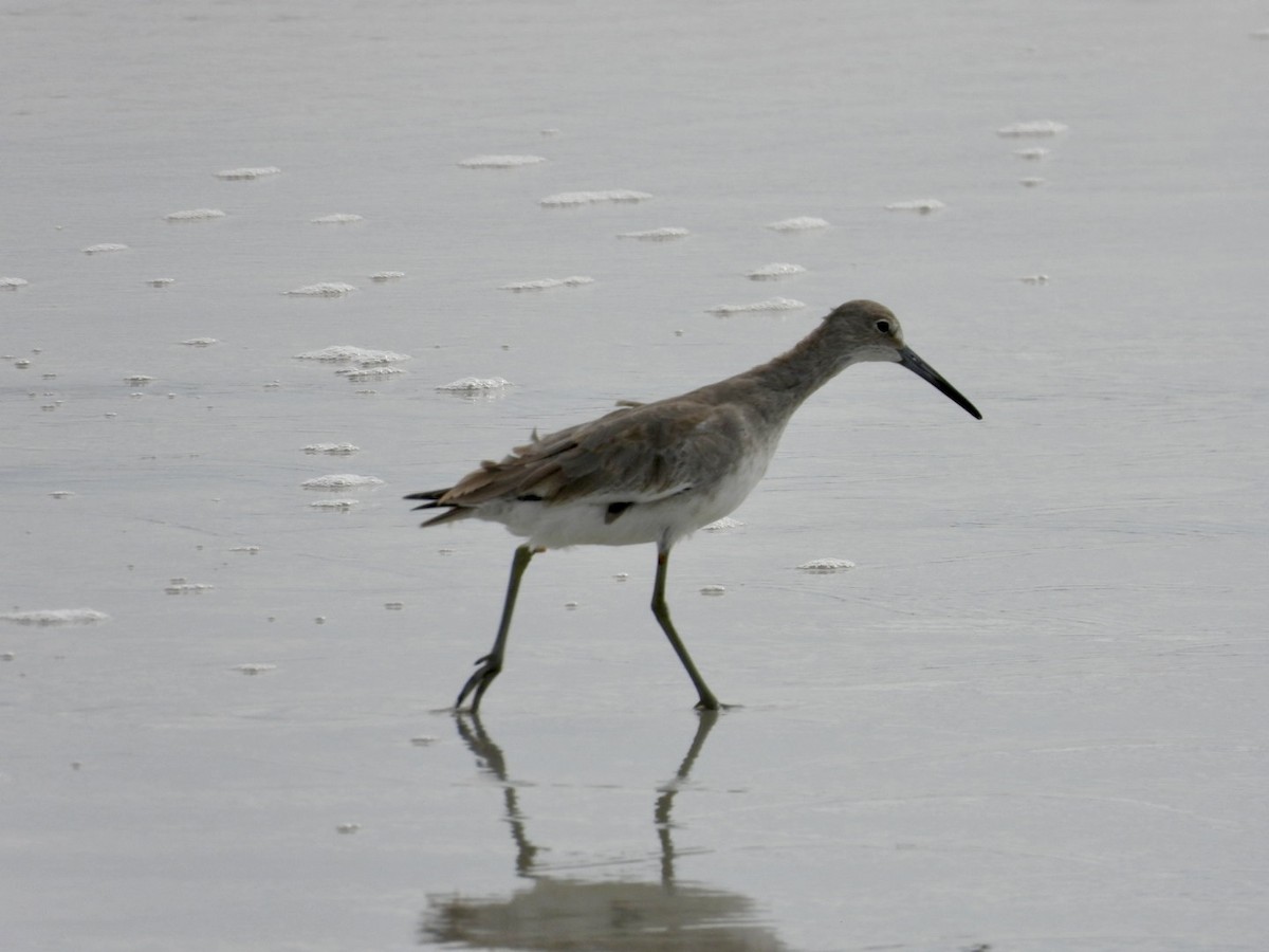 Willet - ML642660299