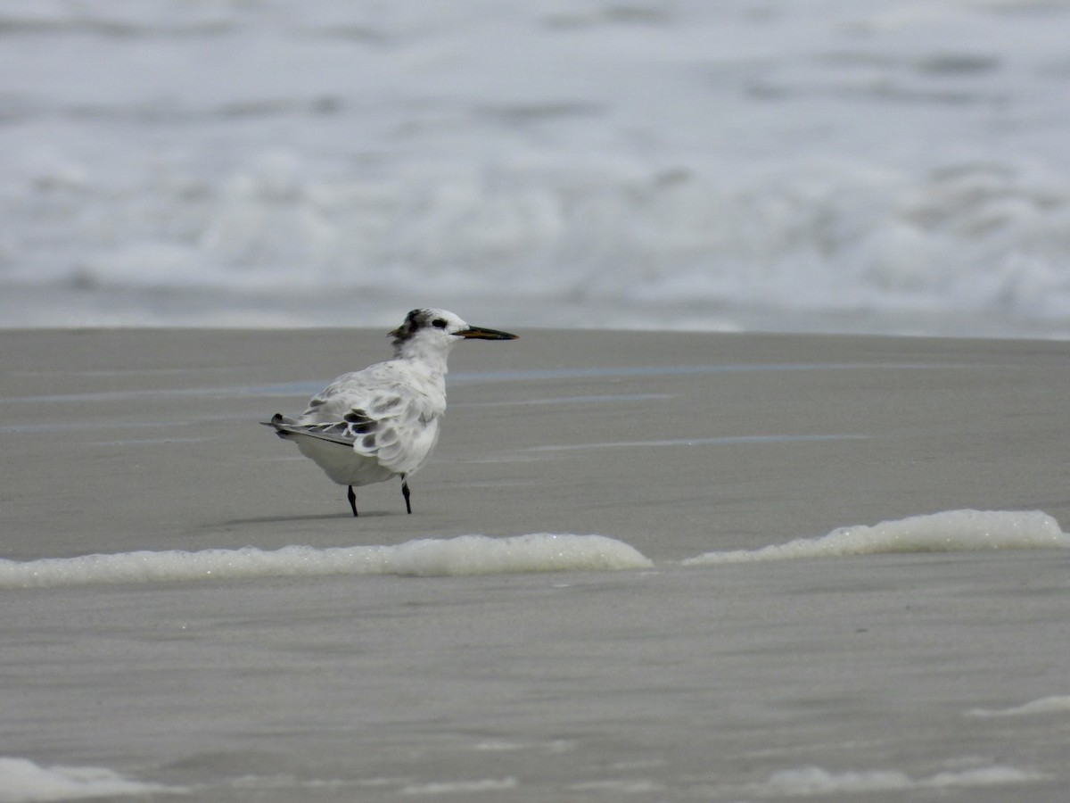 Sandwich Tern - ML642660306