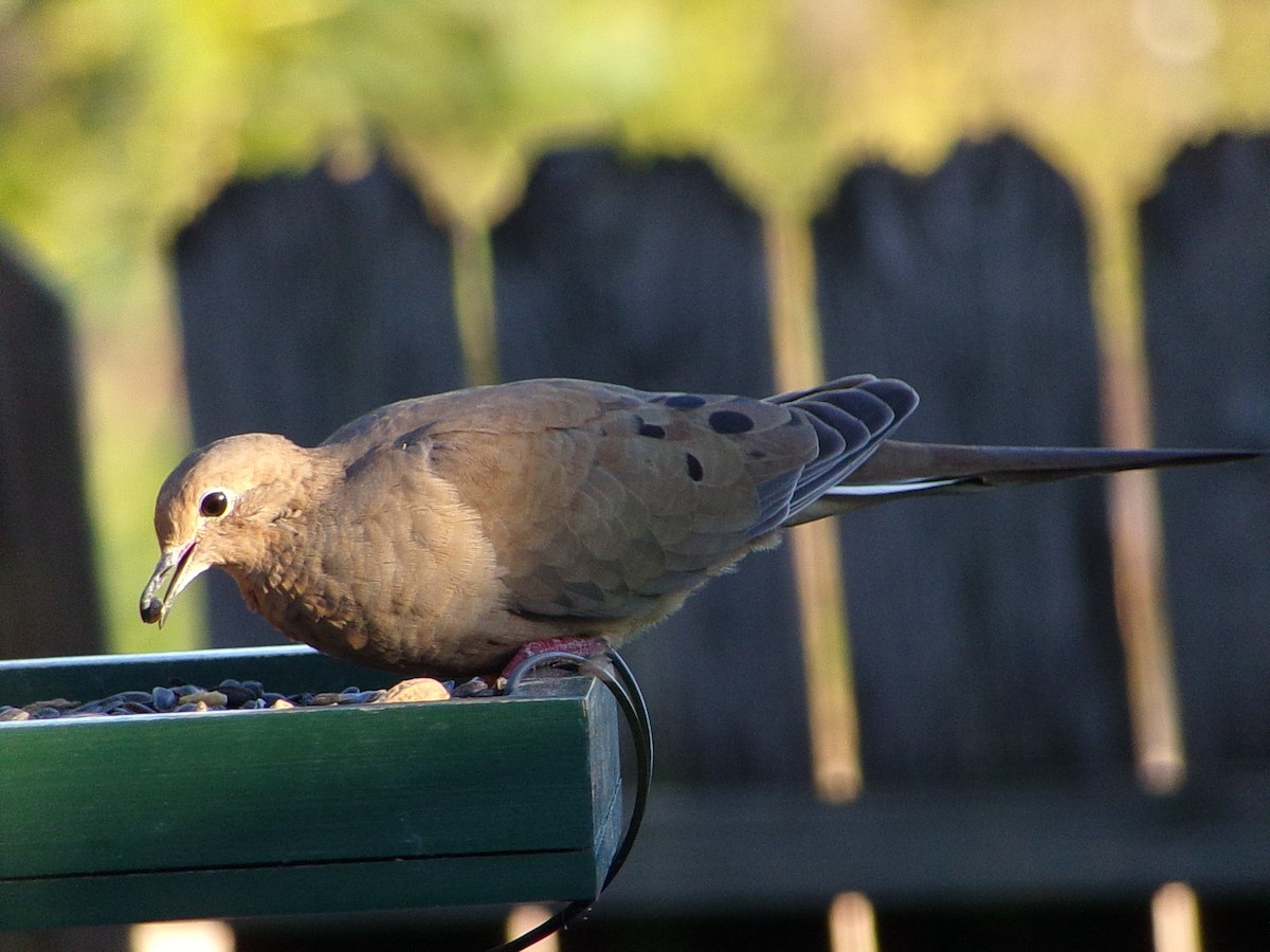 Mourning Dove - ML642660314