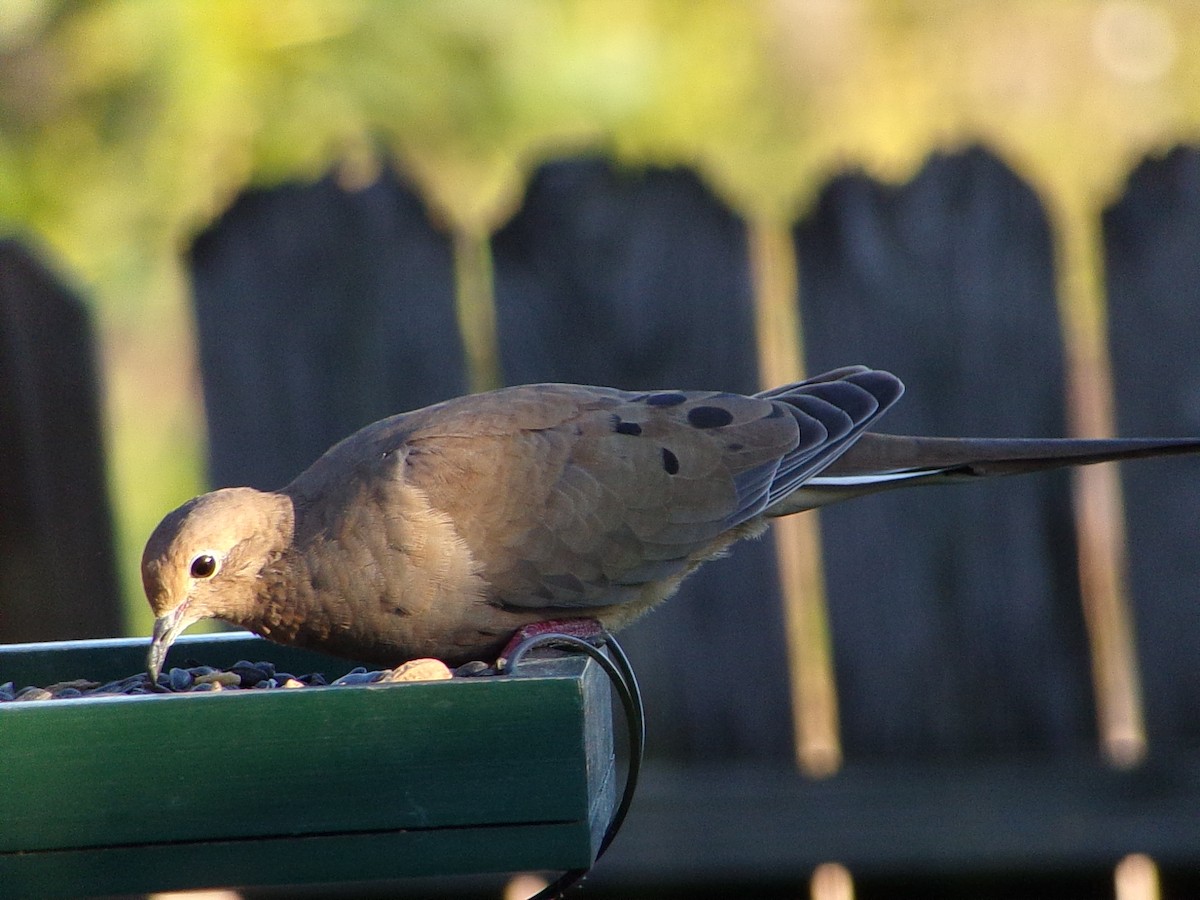 Mourning Dove - ML642660315