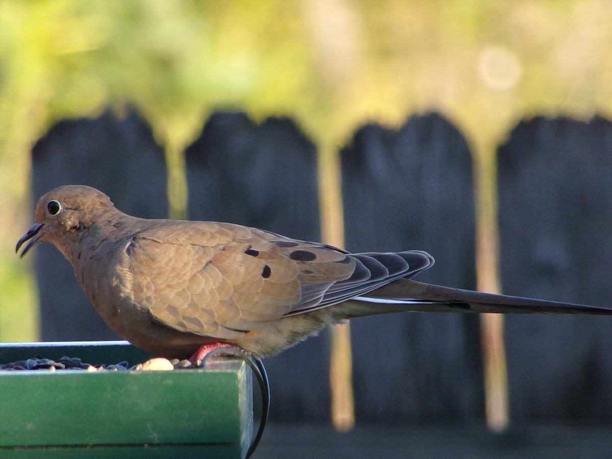 Mourning Dove - ML642660317