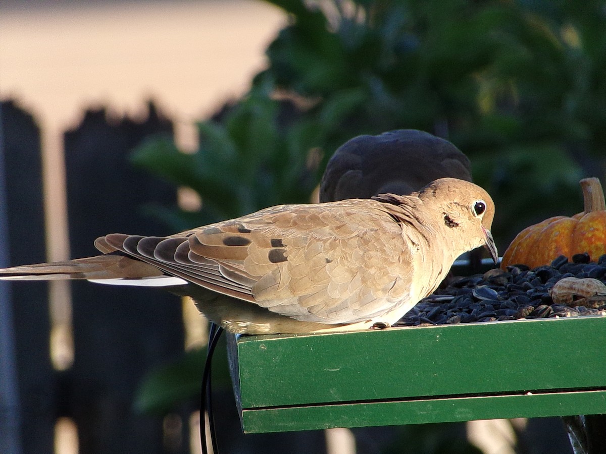 Mourning Dove - ML642660319