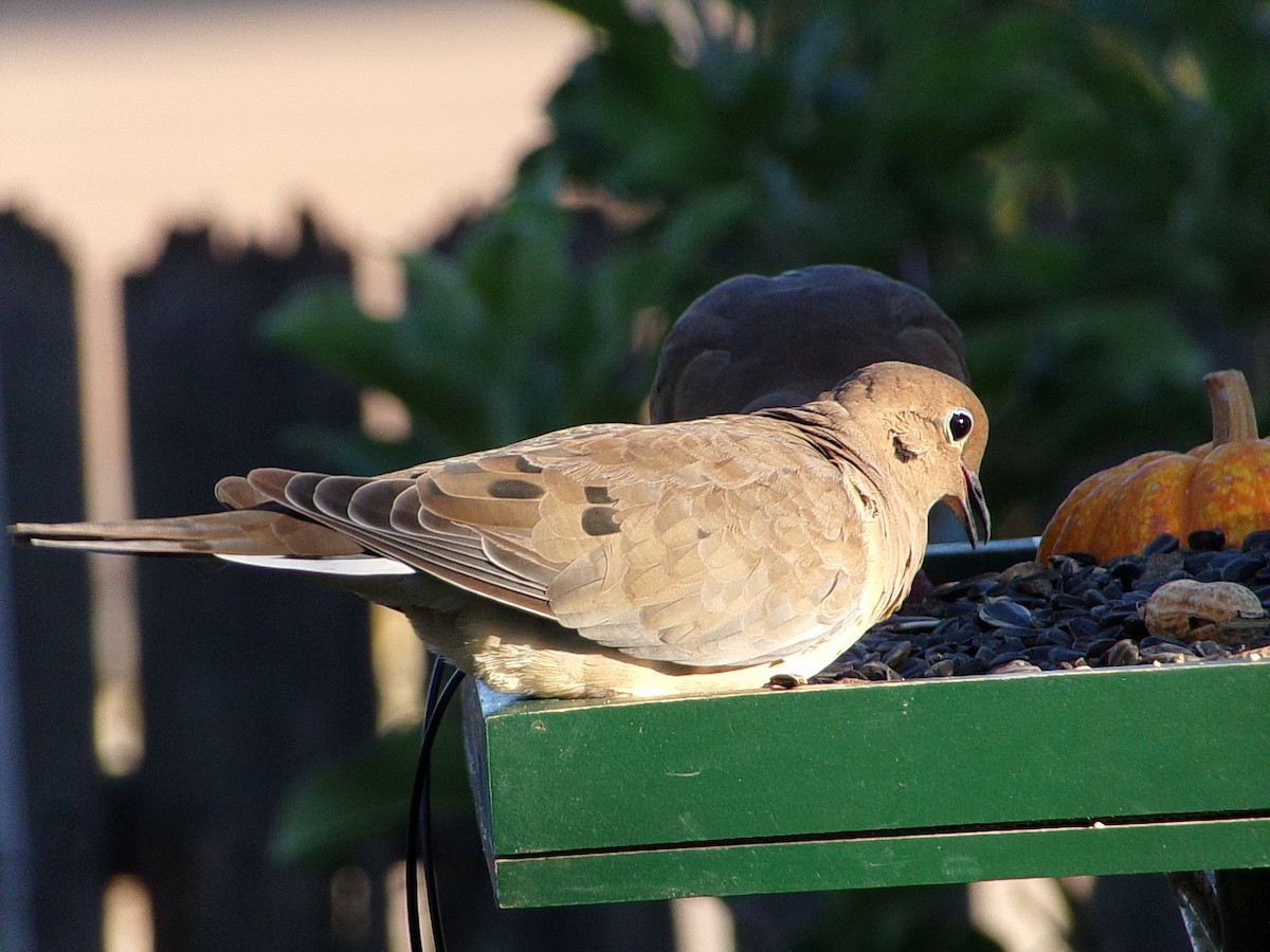 Mourning Dove - ML642660320