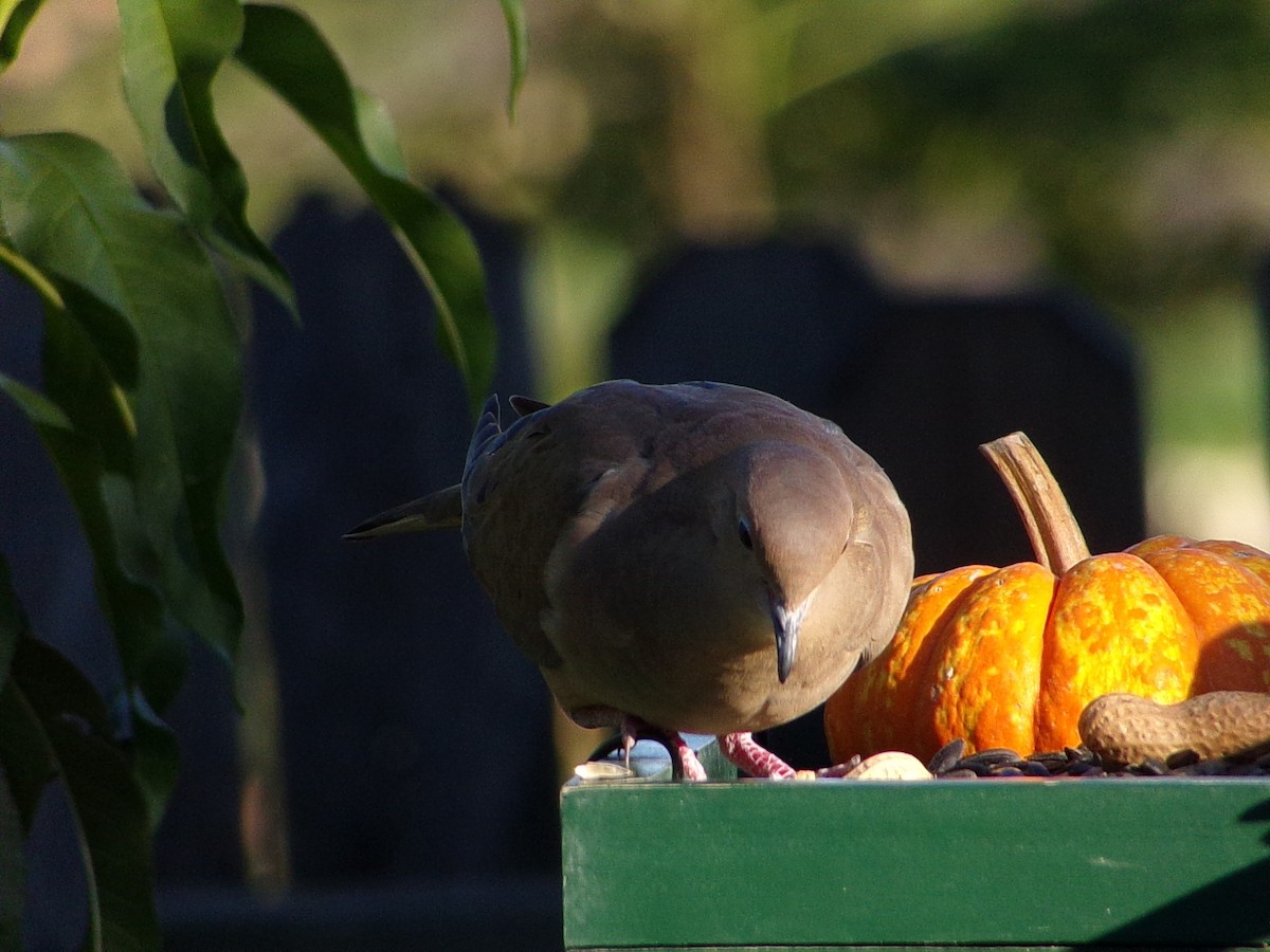 Mourning Dove - ML642660323