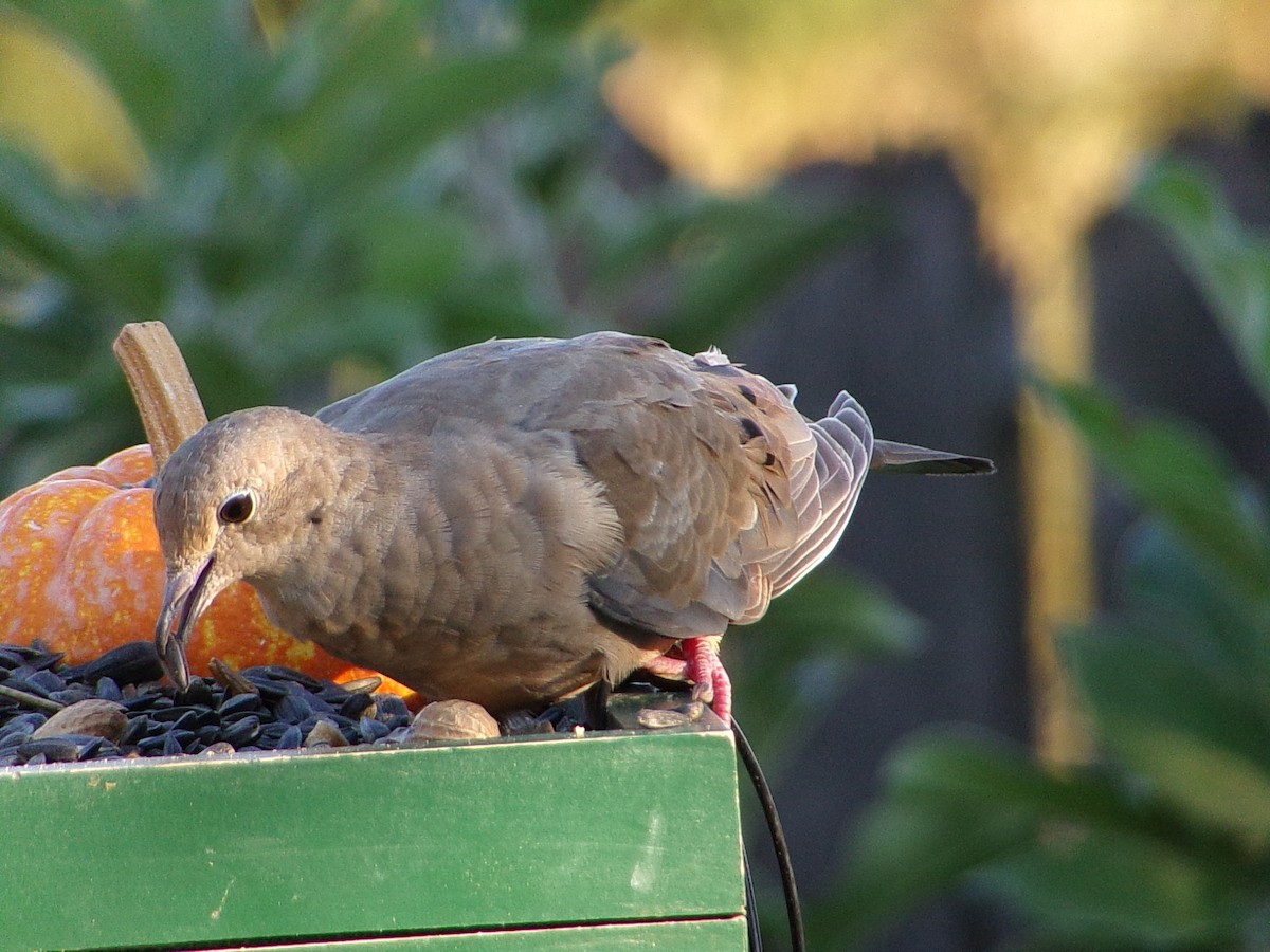 Mourning Dove - ML642660324