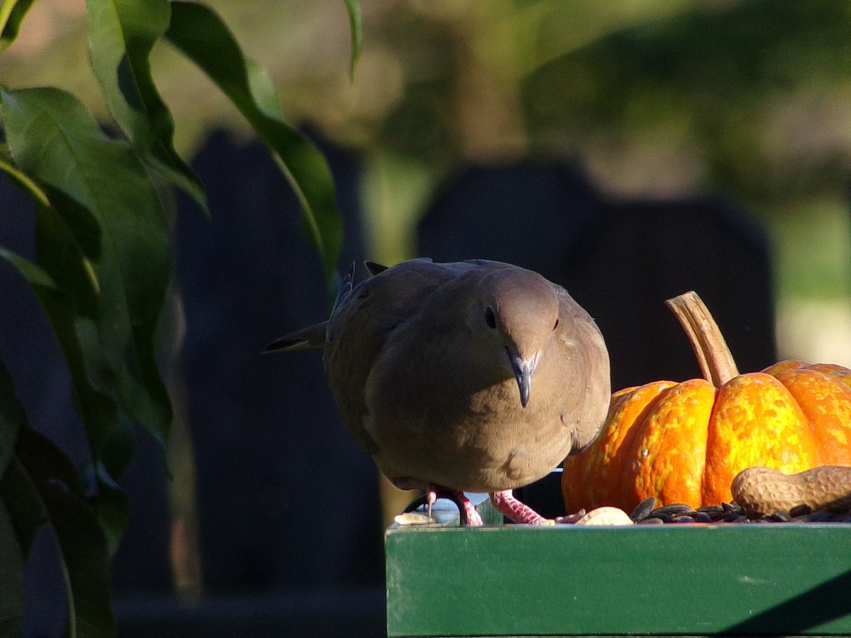 Mourning Dove - ML642660325