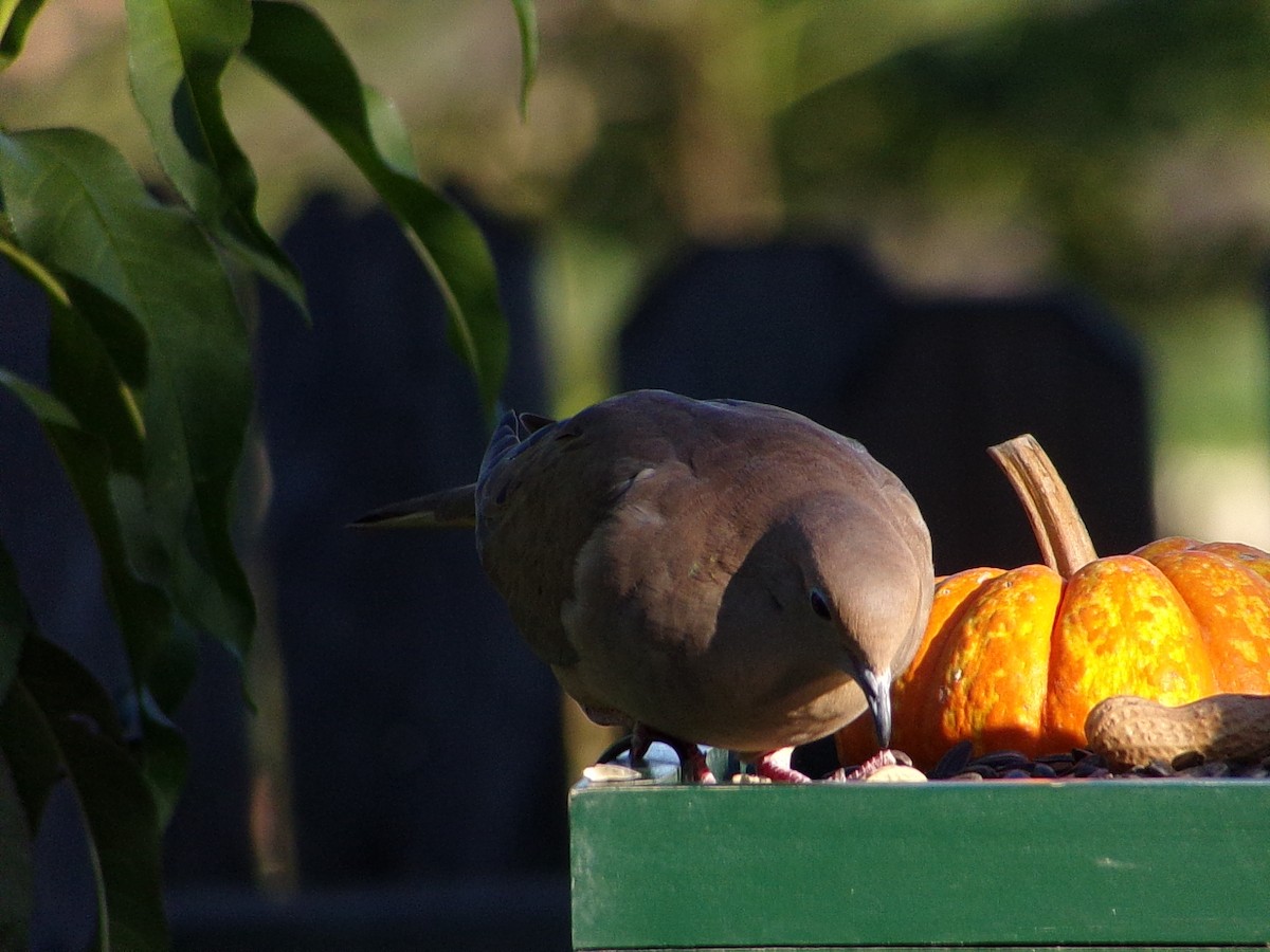 Mourning Dove - ML642660326