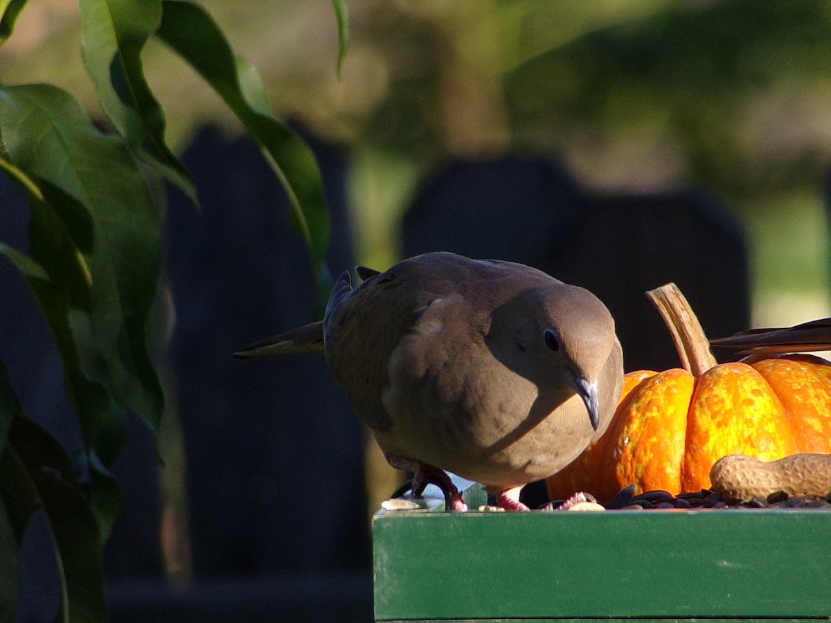 Mourning Dove - ML642660327
