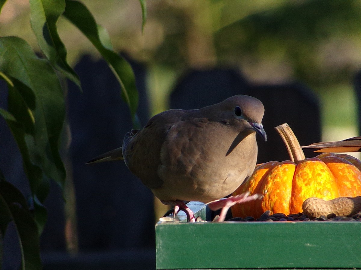 Mourning Dove - ML642660328
