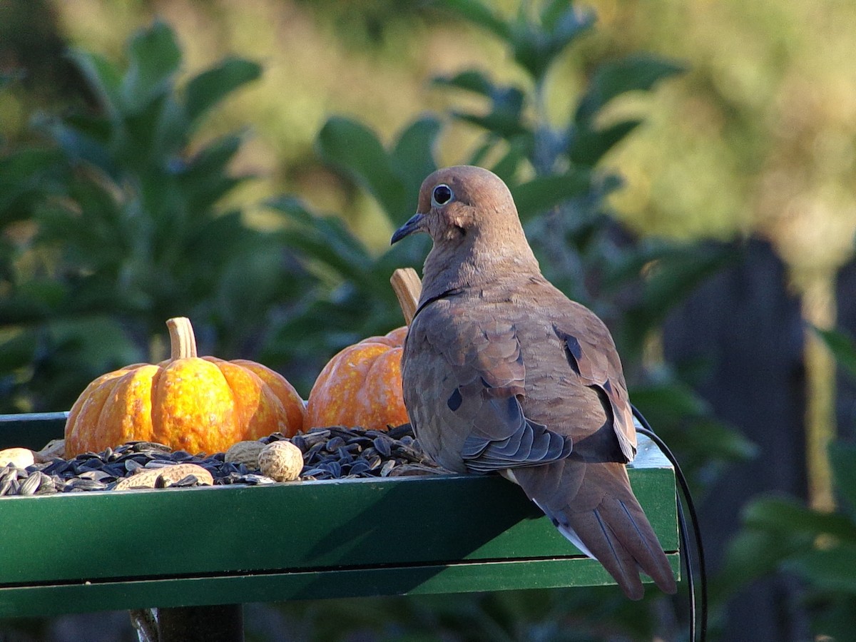Mourning Dove - ML642660329