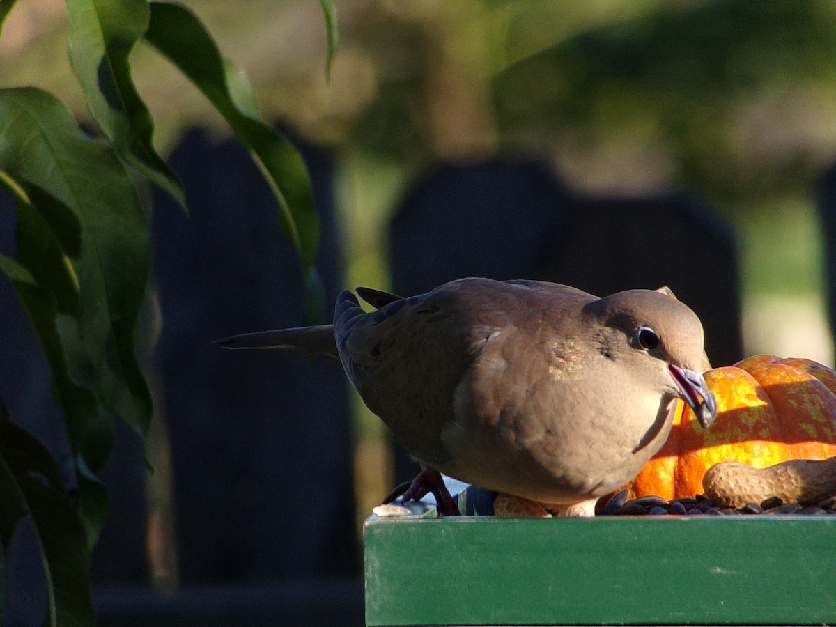Mourning Dove - ML642660330