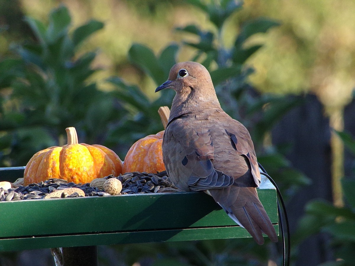 Mourning Dove - ML642660331