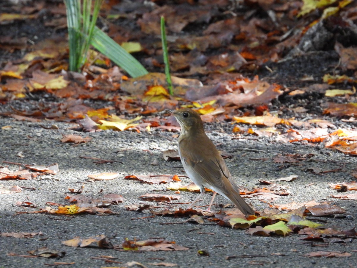 Veery - ML642660335