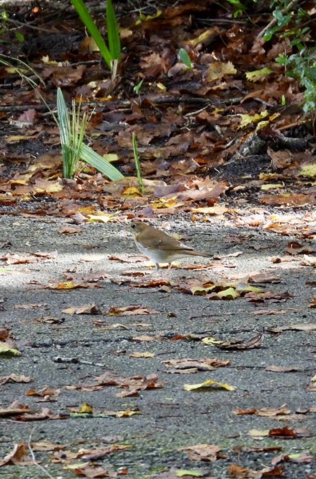 Veery - ML642660336