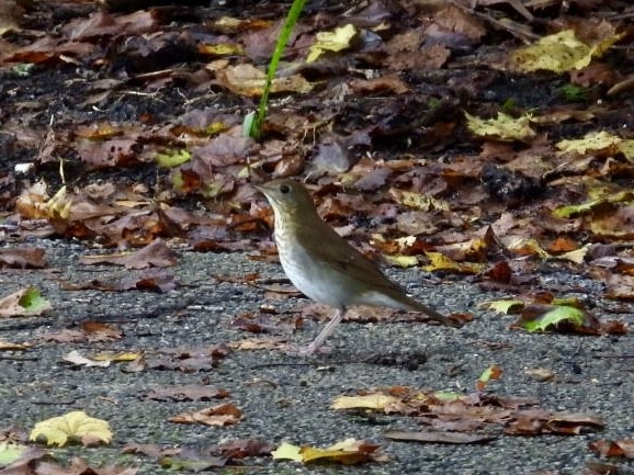 Veery - ML642660337