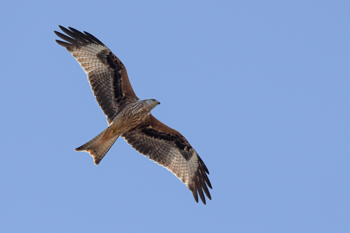 Red Kite - ML642660363