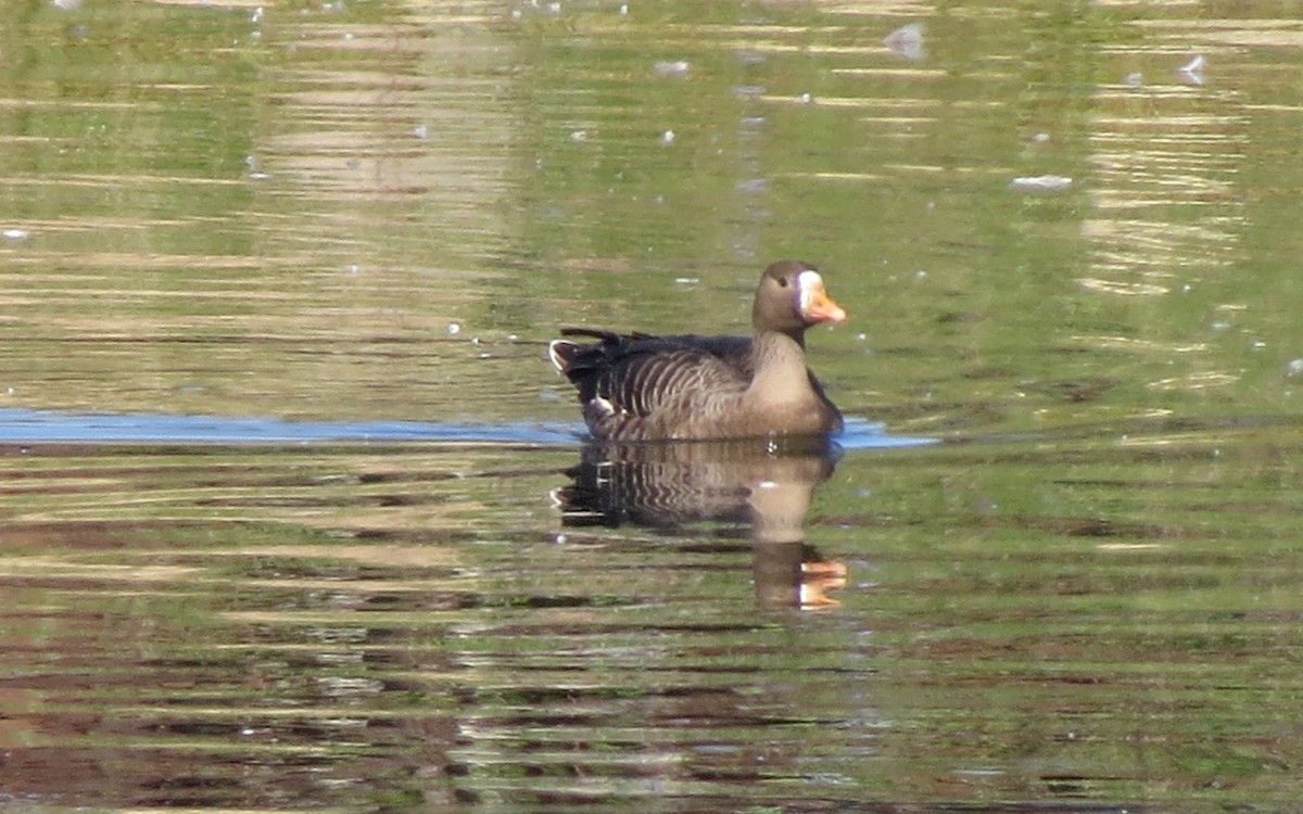 Greater White-fronted Goose - ML642660383