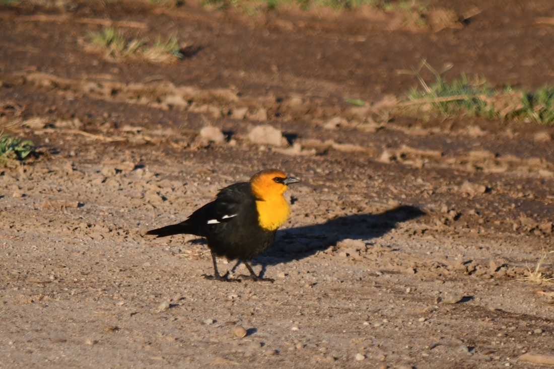 Yellow-headed Blackbird - ML642660384